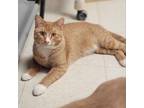 Adopt Harris a Orange or Red Domestic Mediumhair / Mixed cat in Milford