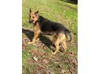 Adopt Flower a Black - with Tan, Yellow or Fawn German Shepherd Dog / Mixed dog