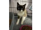 Adopt Daisy a Brown or Chocolate Siamese / Domestic Shorthair / Mixed cat in