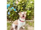 Adopt Prissa a Tan/Yellow/Fawn - with White American Pit Bull Terrier / Mixed
