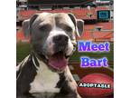 Adopt Bart a Gray/Silver/Salt & Pepper - with White Pit Bull Terrier / Pit Bull