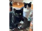 Adopt Max and Sadie (bonded) a Black & White or Tuxedo Domestic Shorthair (short