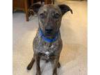 Adopt Carbon a Brindle Hound (Unknown Type) / Dutch Shepherd / Mixed dog in