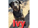 Adopt Ivy a Black Labrador Retriever / Boxer / Mixed dog in Mexia, TX (37344667)