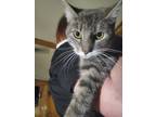 Adopt Bay a Gray or Blue (Mostly) Domestic Shorthair (short coat) cat in Mount