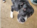 Adopt Koda a Black - with White Border Collie / Labrador Retriever / Mixed dog