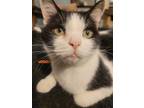 Adopt Sammy a Black & White or Tuxedo Domestic Shorthair (short coat) cat in E.