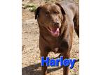 Adopt Harley a Brown/Chocolate Labrador Retriever / Mixed dog in Mexia
