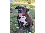 Adopt Gweedo a Black - with White Pit Bull Terrier / American Staffordshire