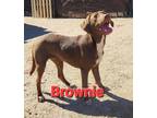 Adopt Brownie a Brown/Chocolate Labrador Retriever / Mixed dog in Mexia