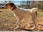 Adopt Lady a White - with Tan, Yellow or Fawn Foxhound / Terrier (Unknown Type