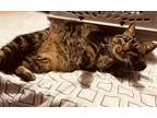 Adopt Patty a Tiger Striped Domestic Shorthair (short coat) cat in Endicott