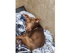 Adopt Cubby (cubs) a Brown/Chocolate - with White Pit Bull Terrier / Hound
