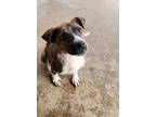 Adopt Charlie a Brindle - with White Shepherd (Unknown Type) / Mixed dog in