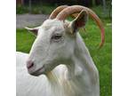 Adopt Dorothy a Goat farm-type animal in Fairport, NY (37345979)