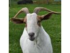 Adopt Blanche a Goat farm-type animal in Fairport, NY (37345983)