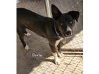 Adopt Darla a Black - with White Mixed Breed (Medium) / Mixed dog in Calexico