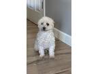 Adopt Honey a White Poodle (Miniature) / Havanese / Mixed dog in Los Angeles