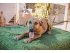 Adopt Melody a Brown/Chocolate - with Black Black Mouth Cur / German Shepherd