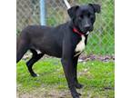 Adopt Mickey a Black Labrador Retriever / Pointer / Mixed dog in Madisonville