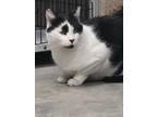 Adopt Porter a White Domestic Shorthair / Domestic Shorthair / Mixed cat in