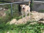 Adopt Maverick a Tan/Yellow/Fawn Great Pyrenees / Mixed dog in Mansfield