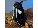 Adopt Gus a All Black Domestic Shorthair / Mixed cat in Lake Stevens