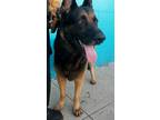 Adopt Handsome King Dog Friendly ! a Black - with Brown, Red, Golden