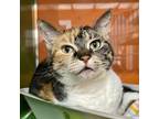 Adopt ODETTE a Calico or Dilute Calico Domestic Shorthair / Mixed cat in Pt.