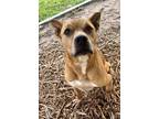 Adopt CHEX OR KIX a Brown/Chocolate Mixed Breed (Large) / Mixed dog in