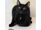 Adopt Wilbur a All Black Domestic Shorthair / Mixed cat in Carroll