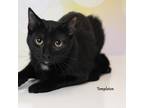 Adopt Templeton a All Black Domestic Shorthair / Mixed cat in Carroll