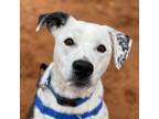 Adopt Dice a Black Border Collie / Boxer / Mixed dog in Kanab, UT (35308904)