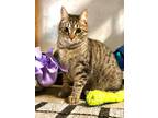 Adopt Windy a Tan or Fawn Tabby Domestic Shorthair (short coat) cat in Midway