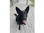 Adopt Kenzo a Black German Shepherd Dog / Mixed dog in Newport, NC (37443114)