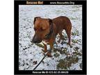 Adopt Diesel a Brown/Chocolate Plott Hound / Mixed dog in Benton, PA (37441884)