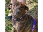 Adopt Pedro* a Brown/Chocolate Whippet / Mixed Breed (Medium) / Mixed dog in