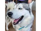 Adopt Blue a Black Siberian Husky / Mixed dog in N Las Vegas, NV (37546502)