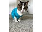 Adopt Mabel a Domestic Shorthair / Mixed (short coat) cat in Kettering