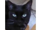 Adopt Boo Boo: Courtesy Post a Domestic Shorthair / Mixed (short coat) cat in