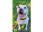 Adopt Ry a Staffordshire Bull Terrier / Mixed dog in Defiance, OH (37532968)