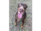 Adopt Rip a Brown/Chocolate - with Tan Doberman Pinscher / Mixed dog in