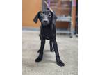 Adopt Drumstick a Black Rat Terrier / Labrador Retriever dog in WATERLOO