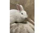 Adopt Freddy a Albino or Red-Eyed White Mini Rex (short coat) rabbit in