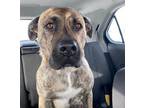 Adopt Ryder a Brindle Pit Bull Terrier / Mixed dog in Calgary, AB (37343140)
