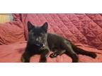Adopt Pebbles a Domestic Shorthair / Mixed (short coat) cat in Darlington