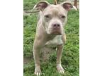 Adopt Kokomo a American Pit Bull Terrier dog in Windsor, CO (37496531)