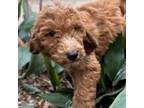 Goldendoodle Puppy for sale in Helena, AR, USA