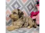 Aussiedoodle Puppy for sale in Bremen, GA, USA