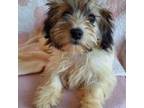 Havanese Puppy for sale in Macomb, MO, USA